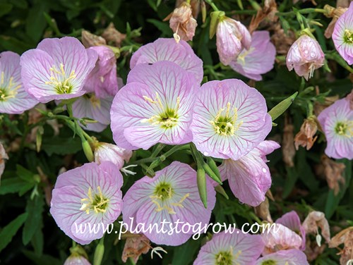 Siskiyou Evening Primrose (Oenothera berlandieri )
The 1-2 inch cupped saucer shaped, pink flowers (June 29)
